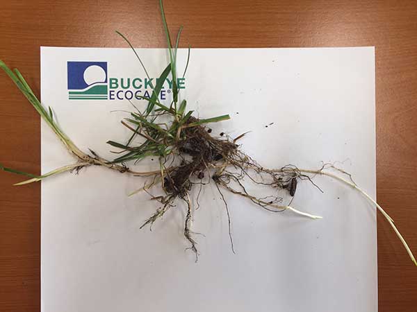 buckeye-ecocare-to-the-rescue