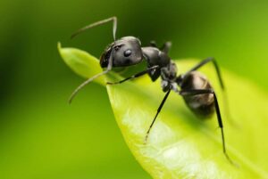Ant on a leaf