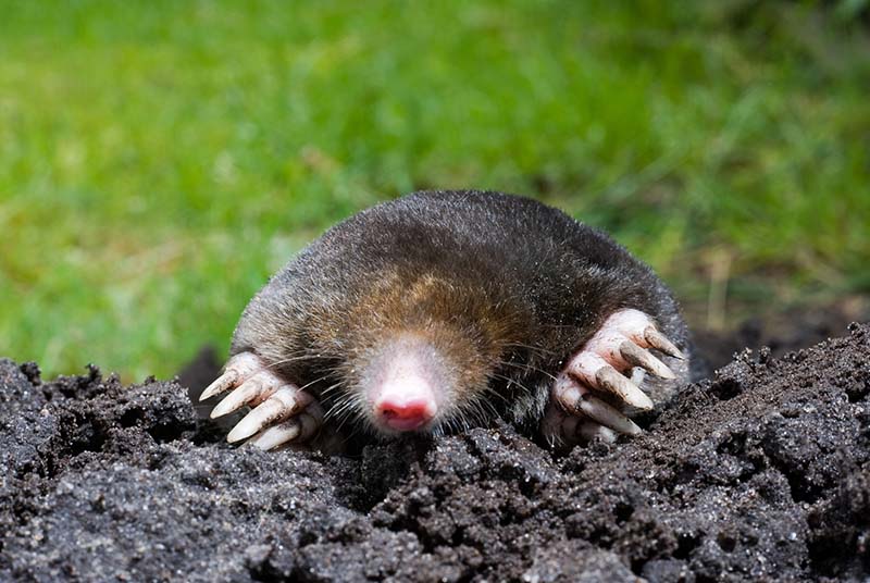 Mole