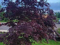 Fall tree