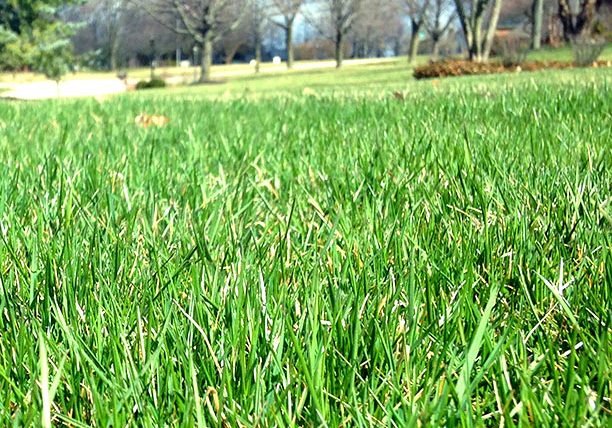 Grass