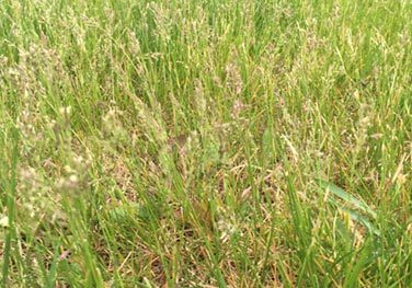 YellowGrass