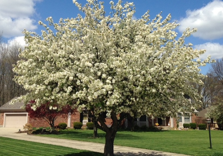 crabapple-sept-1