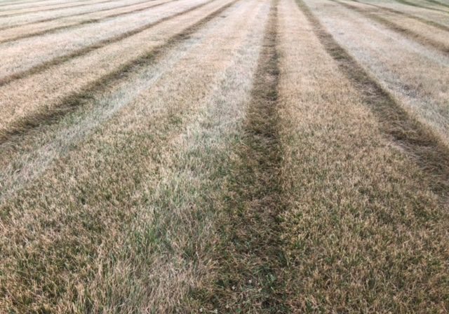 july-dry-1