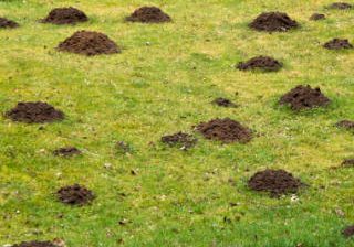 mole1