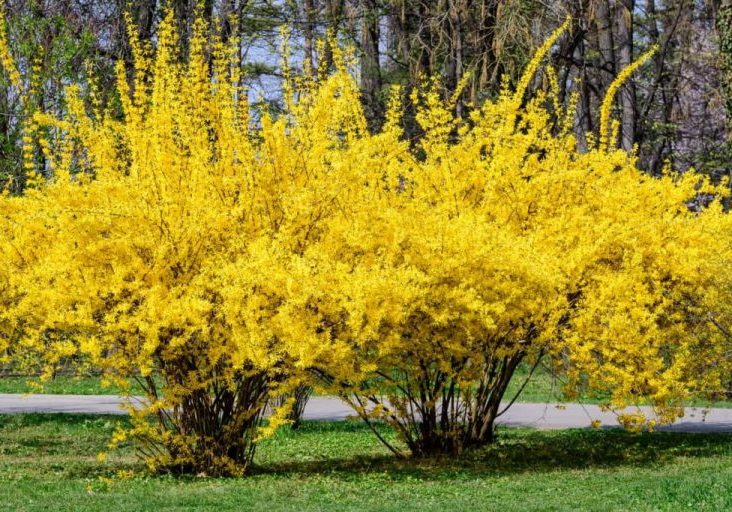 spring1